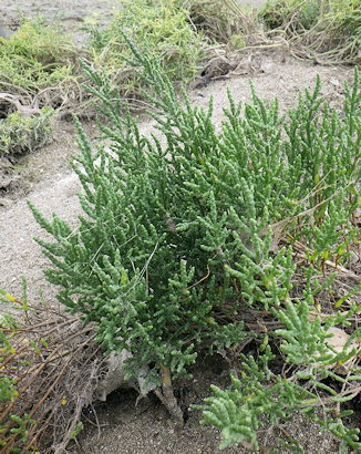 Salicornia obscura