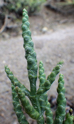 Salicornia obscura