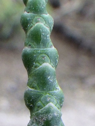 Salicornia obscura