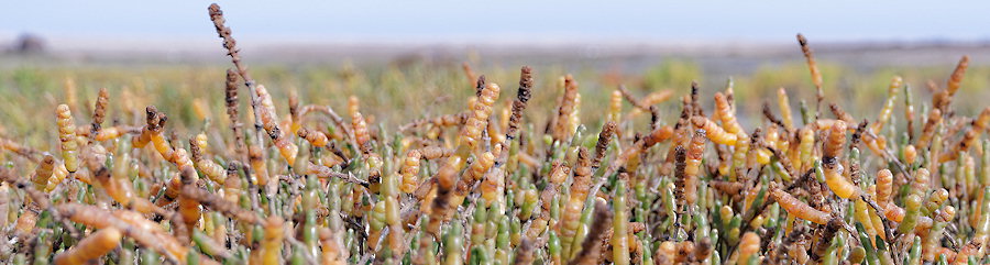 Salicornia perennis