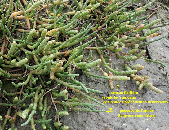 Salicornia perennis