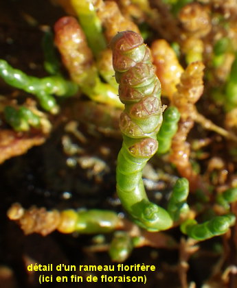 Salicornia perennis