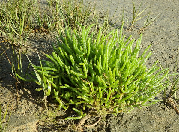 Salicornia procumbens