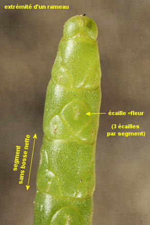 Salicornia procumbens