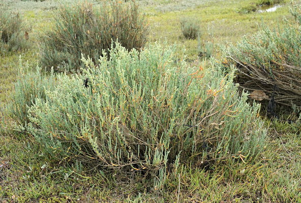 Salicornia fruticosa