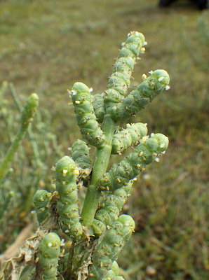 Salicornia fruticosa