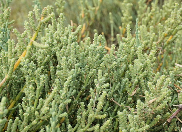 Salicornia fruticosa