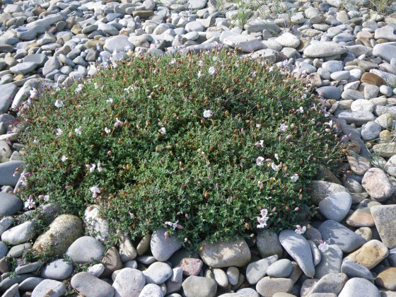 Silene uniflora