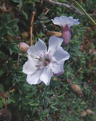 Silene uniflora