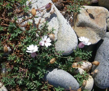 Silene uniflora