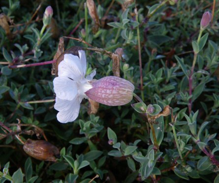 Silene uniflora