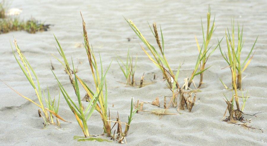 Spartina anglica