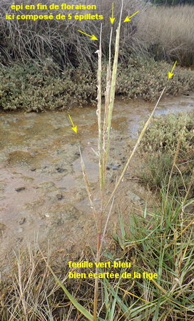 Spartina anglica