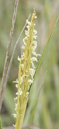 Spartina anglica