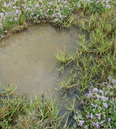 Spartina anglica