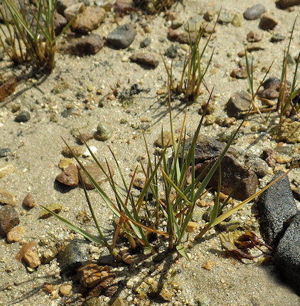 Spartina maritima