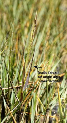 Spartina maritima