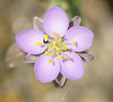 Spergula rupicola