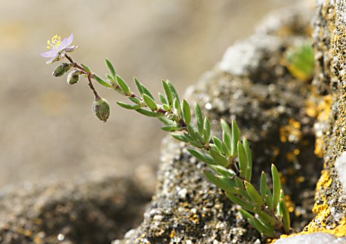 Spergula rupicola