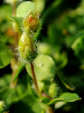 Stellaria pallida