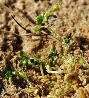 Stellaria pallida