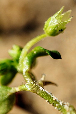 Stellaria pallida