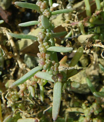 Suaeda maritima