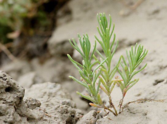 Suaeda maritima