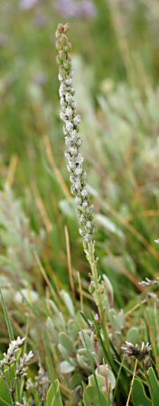 Triglochin maritimum