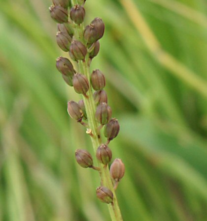 Triglochin maritimum