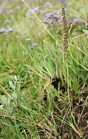 Triglochin maritimum