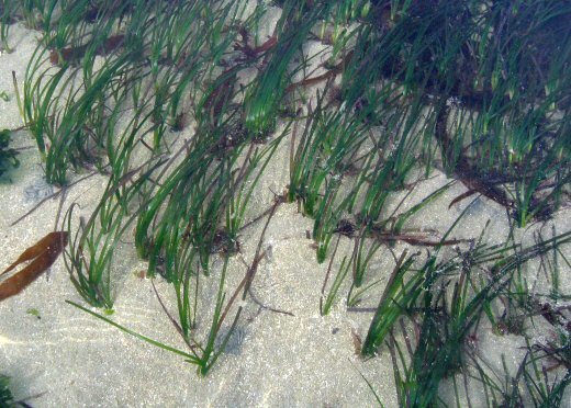 Zostera marina