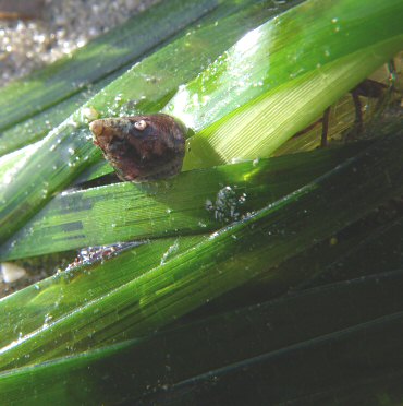 Zostera marina