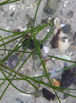 Nanozostera noltei