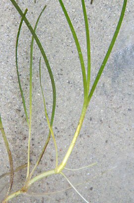 Nanozostera noltei