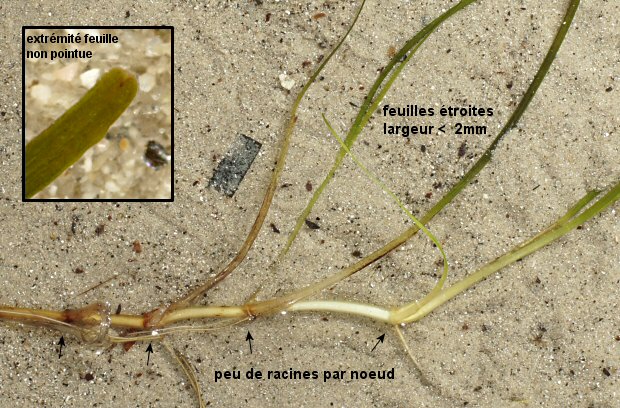 Nanozostera noltei