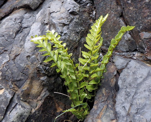 Asplenium marinum