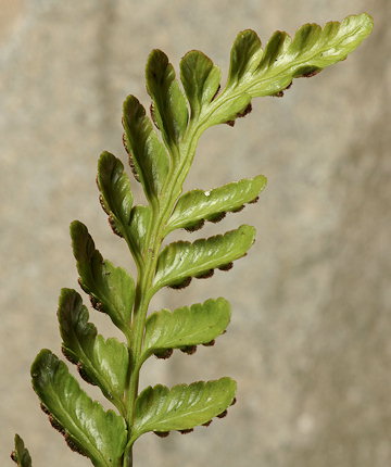 Asplenium marinum