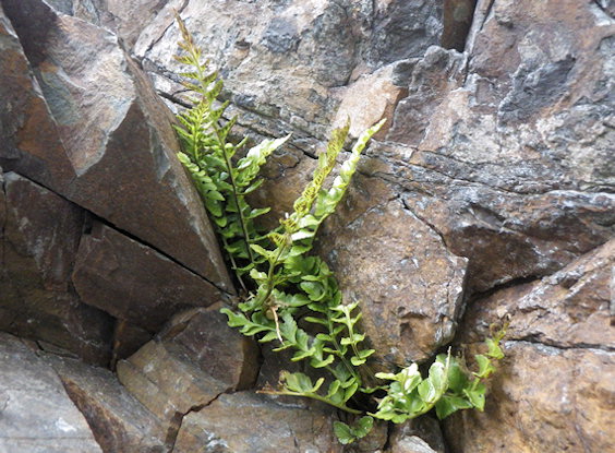 Asplenium marinum