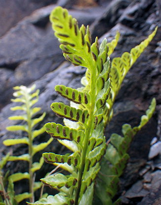 Asplenium marinum