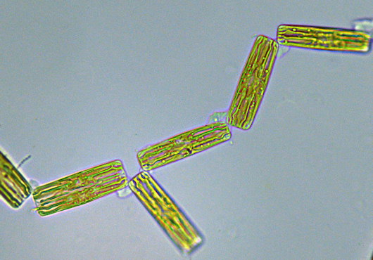 Grammatophora macilenta