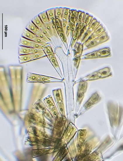 Licmophora dalmatica