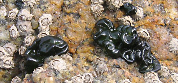 Rivularia bullata (à confirmer)