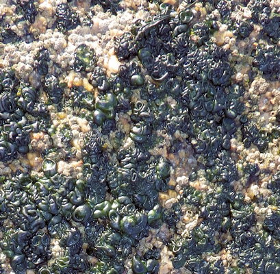 Rivularia bullata (à confirmer)