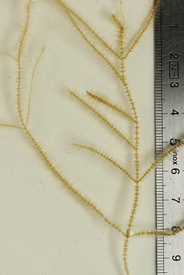 Arthrocladia villosa