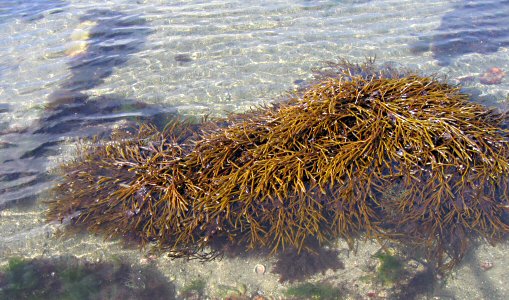 Bifurcaria bifurcata