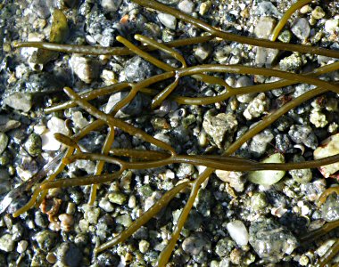 Bifurcaria bifurcata