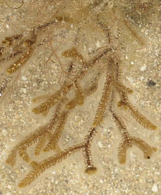 Cladostephus spongiosus
