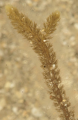 Cladostephus spongiosus