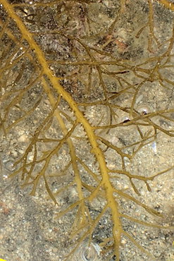 Cystoseira foeniculacea